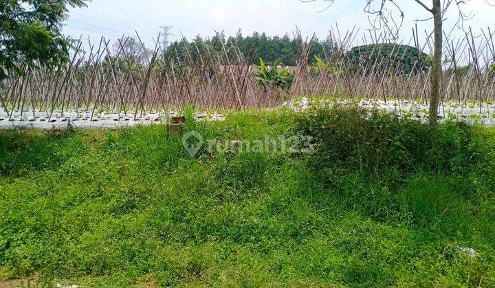 Tanah di Sawah lega kotak matang siap bangun hawa sejuk bersih 1