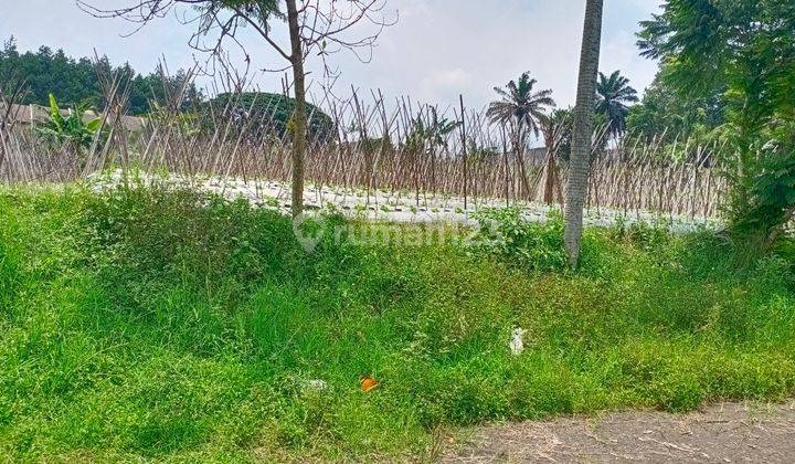 Tanah di Sawah lega kotak matang siap bangun hawa sejuk bersih 2