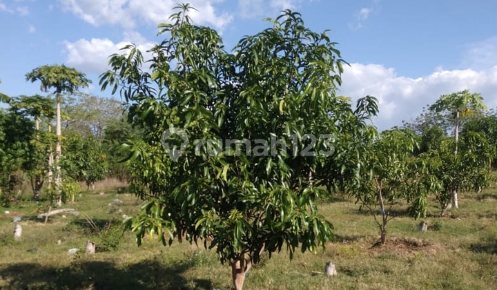 Large Land Former Mango & Papaya Garden in Arjasa Situbondo