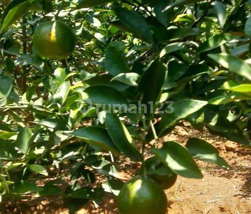 Tanah Kebun Purwodadi Pasuruan. Kebun Jeruk Masih Aktif.
 1