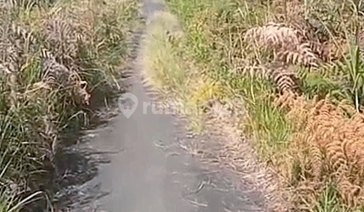 Lahan Besar Murah 30Ha Tongas Bromo Probolinggo