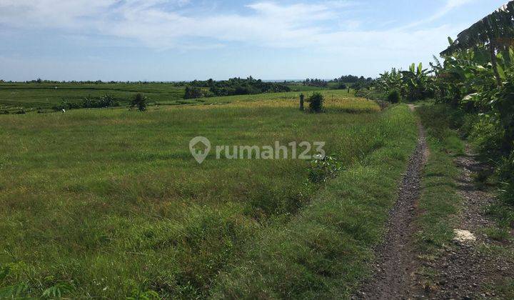 Hot List Di Jual Tanah View Sawah Dan Laut Lokasi Tibubiu Kerambitan Tabanan 1