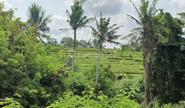 Hot List of Land for Sale with Sawah River View, Mas Ubud Gianyar Location 1