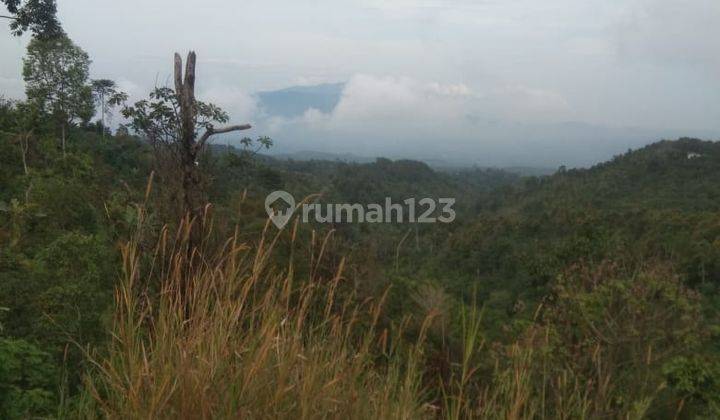 Hot List Land for sale in Munduk Gesing Banjar Buleleng 1