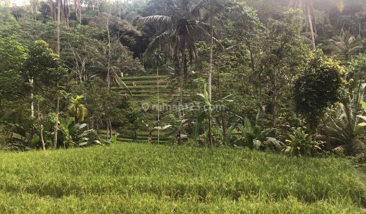 Hot List Di Jual Tanah View Hutan Sawah Lokasi Tegallalang Ubud Gianyar 1