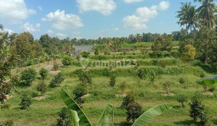 Hot List Di Jual Tanah Lokasi Tajen Penebel Tabanan 1