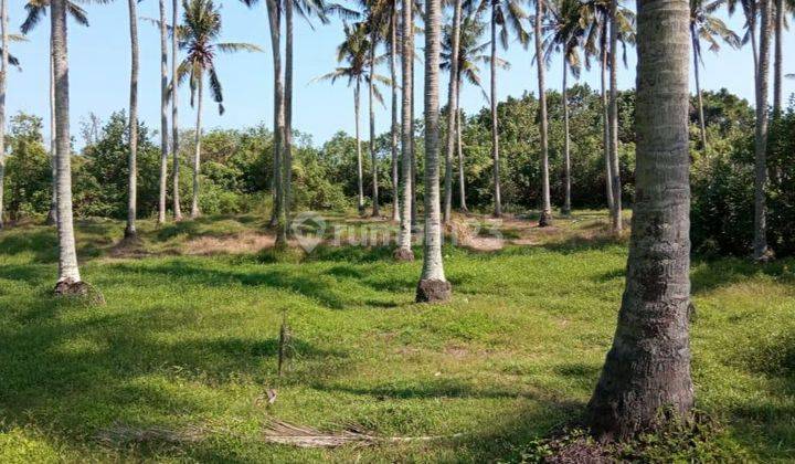 Hot List for Sale of Land Loss Beach View Sea Location Pengragoan Pekutatan Jembrana 1