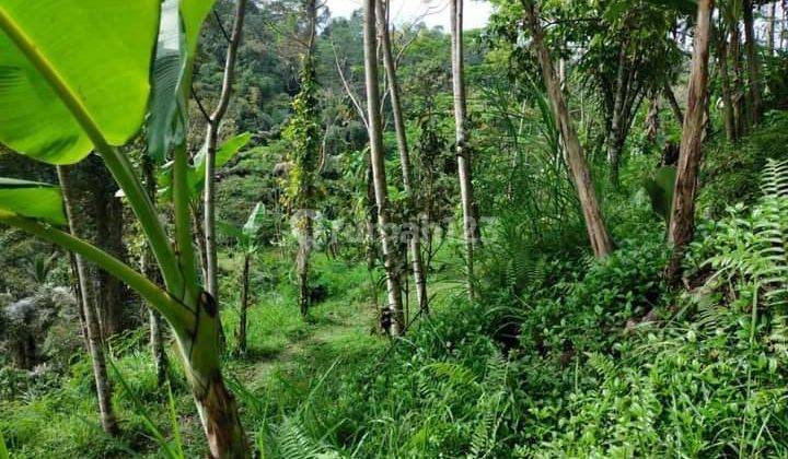 TOP URGENT DI JUAL TANAH VIEW SAWAH & LEMBAH LOKASI TEGALLALANG UBUD GIANYAR 2