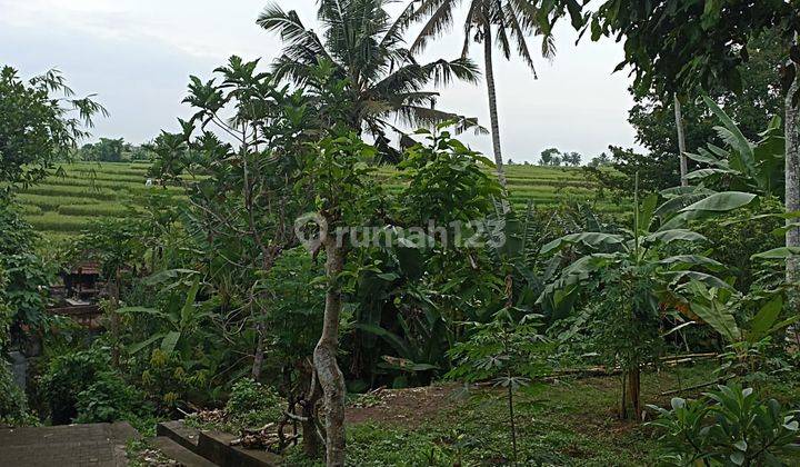 TOP URGENT DI JUAL TANAH LOSS SUNGAI VIEW SAWAH LOKASI SINGAPADU GIANYAR 1