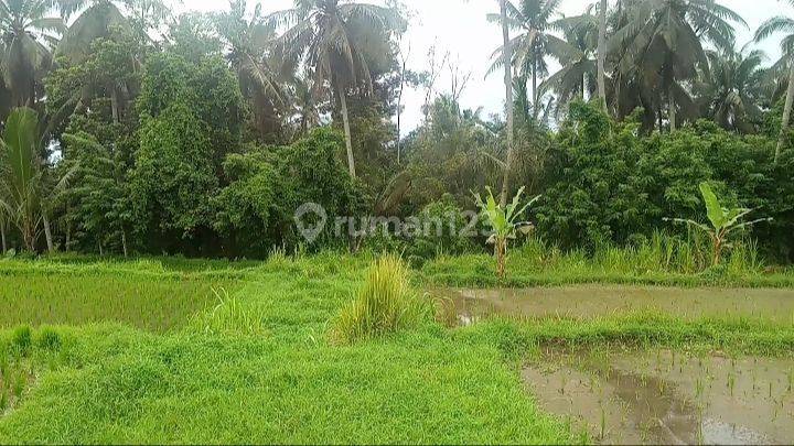 TOP URGENT FOR SALE LAND LOSS SUNGAI VIEW SAWAH & FOREST LOCATION PEJENG KAVAN UBUD GIANYAR 1