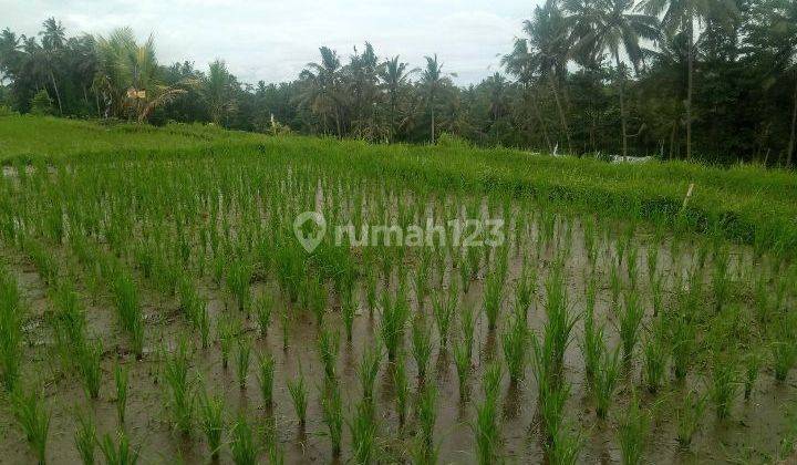 TOP URGENT FOR SALE LAND LOSS SUNGAI VIEW SAWAH & FOREST LOCATION PEJENG KAVAN UBUD GIANYAR 2