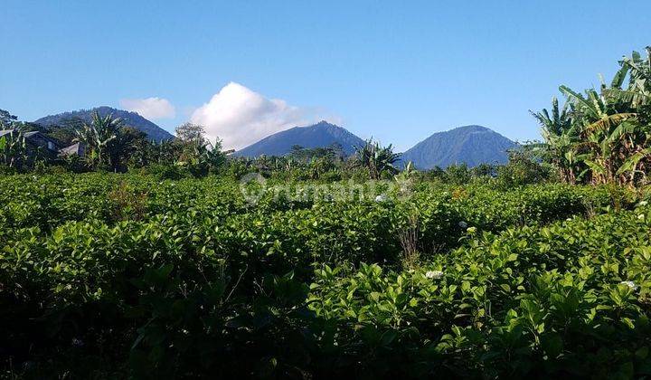 PASTI CLOSING DI JUAL TANAH VIEW LAUT PINGGIR JALAN LOKASI MUNDUK BULELENG 2