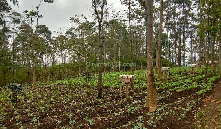 Tanah di Ciwidey Gambung 1