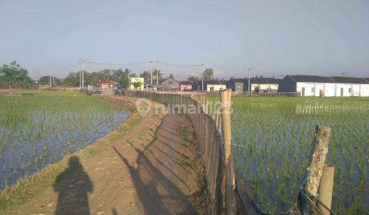 Kavling Sawah Dekat Pintu Tol Gabus Bekasi Utara 1