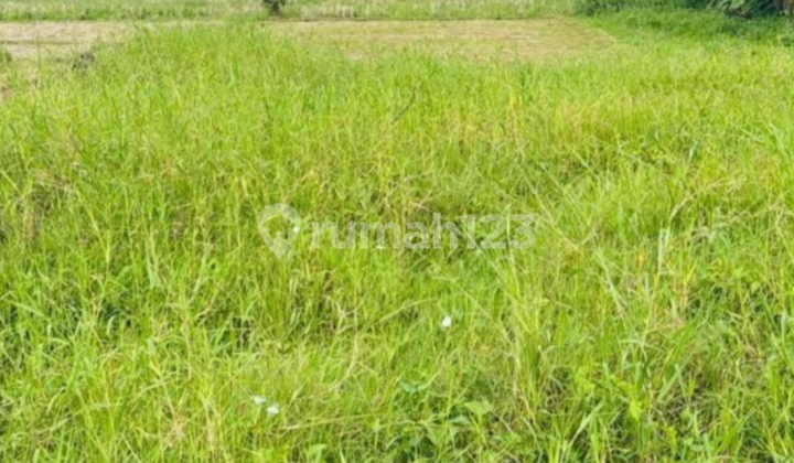 For Lease Land Kaba Kaba Tabanan 24 Are Rare Land Yellow Zone