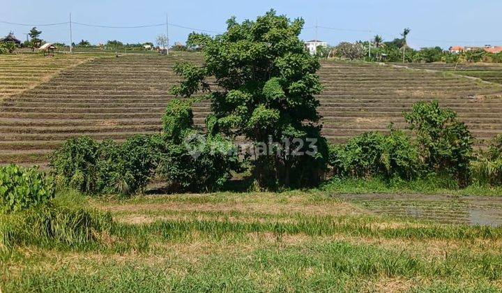 Dijual tanah 200 meter dari Raya Canggu dekat Berawa Perenenan Batu Bolong Bali 1