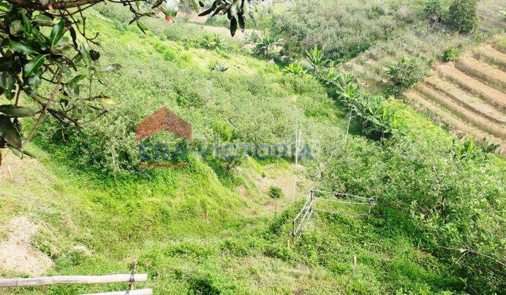 Tanah luas kebun apel lokasi sejuk di dataran tinggi cocok untuk wisata kebun apel 2