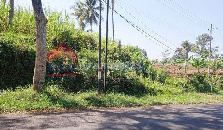 Tanah murah cocok utk perkebunan kopi,jeruk dekat gunung kawi  1