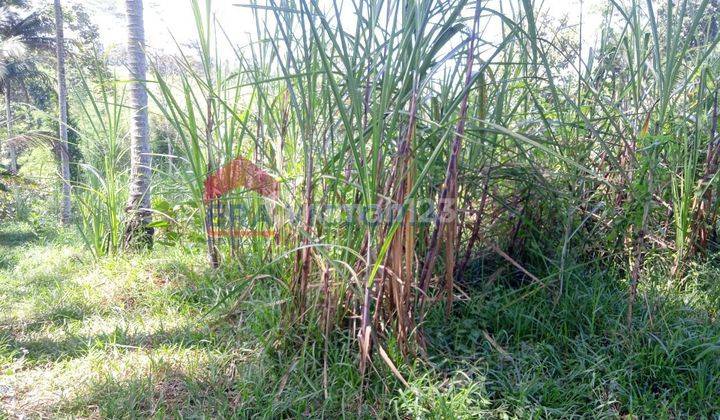 Tanah murah cocok utk perkebunan kopi,jeruk dekat gunung kawi  2