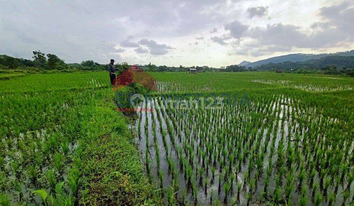 Lahan sawah produktif akses mudah dengan irigasi bagus 1