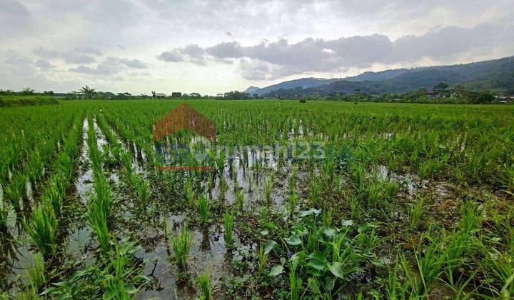 Lahan sawah produktif akses mudah dengan irigasi bagus 2