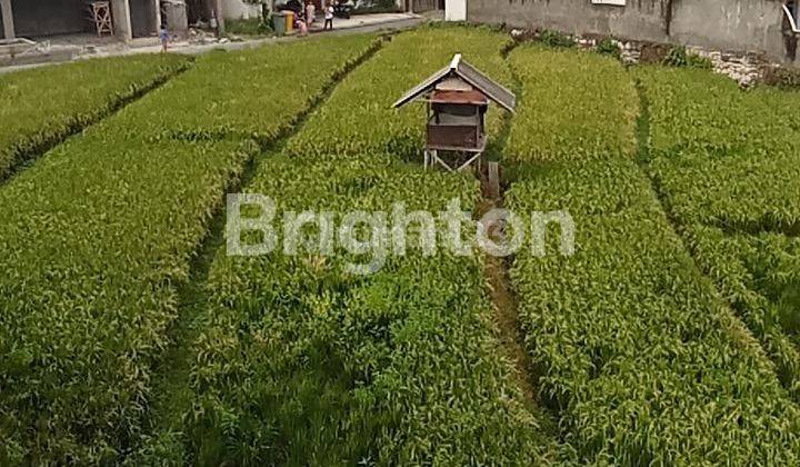 VILLA BARU VIEW SAWAH LOKASI STRATEGIS DI CANGGU BADUNG 2