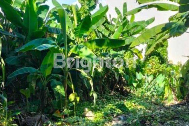 TANAH SIAP BANGUN LINGKUNGAN VILLA DI CANGGU BADUNG 2