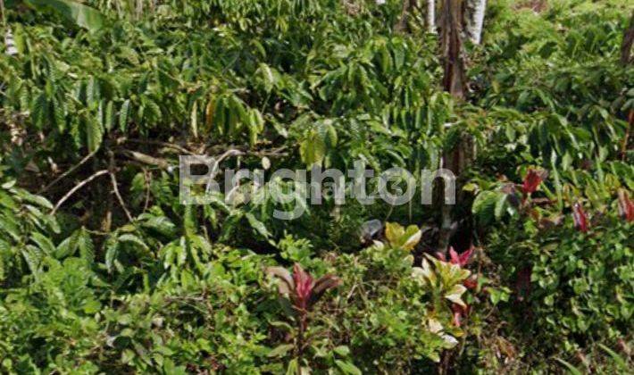 Tanah Kebun Produktif Dpinggir Jalan Desa Tabananpajahan Pupuan  2