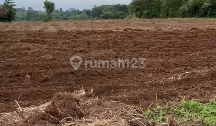 Dijual Tanah Kosong Maja Lebak Banten