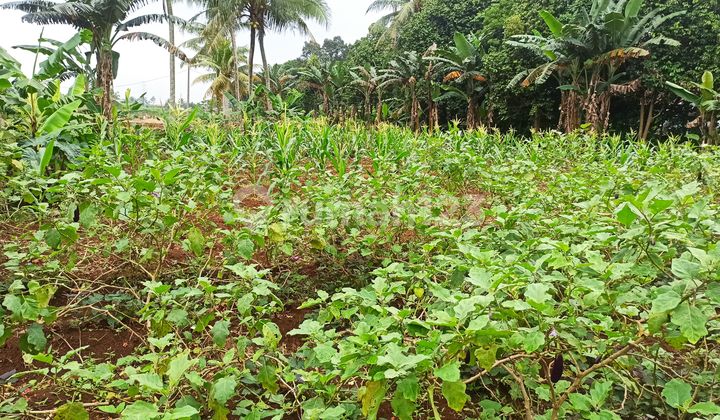 Dijual Tanah Cibeutung Bogor