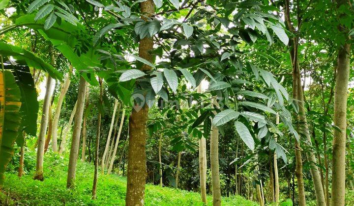 Tanah Sudah Ada Rumah Semi Permanenkampung Babakan Ngantay, Desa Tegalwaru, Kecamatan Cisarua, Kab. 2