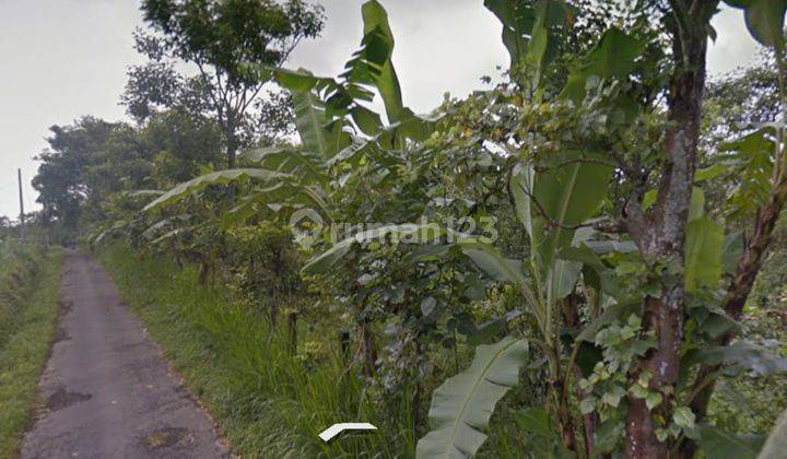 Tanah di Area Kebun Catur Kintamani Bangli Bali 1