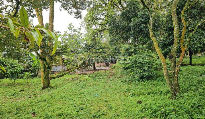 Dijual Kebun Durian Bonus Villa di Tamansari Bogor , Tamansari 2