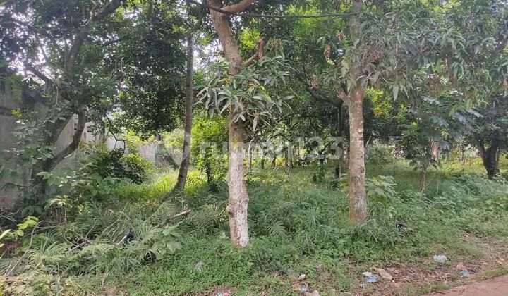 Dijual Tanah Siap Bangun Dalam Komplek Di Cileungsi Bogor Dijual Tanah Siap Bangun Dalam Komplek Di Cileungsi Bogor
