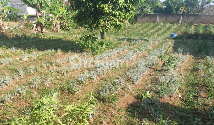 Cheap Good Wide Land 945.0 M² SHM In Katumiri Cihanjuang Cheap Good Wide Land 945.0 M² SHM In Katumiri Cihanjuang