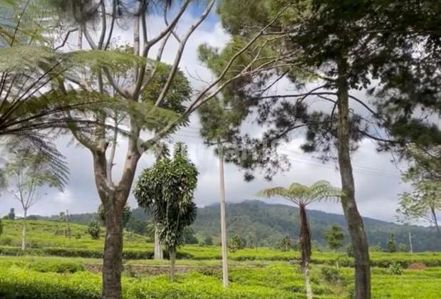 Rumah Villa Depan Kebun Teh Lokasi Strategis dekat Sari Ater, Asstro Highland, Tangkuban Perahu, PTPN 8  2