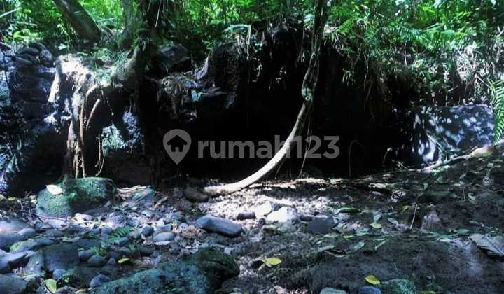 Spacious Plot with Water Source in Carangsari, Banjar Bedauh, Badung Spacious Plot with Water Source in Carangsari, Banjar Bedauh, Badung