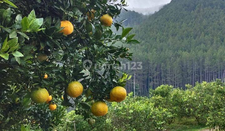 Dijual Vila Lahan Luas Dengan Kebun Kopi di Cibodas Lembang 2