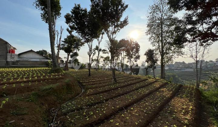 Jual Tanah Murah Di Ciwaruga Pinggir Jalan Shm Luas 2482m2 Jual Tanah Murah Di Ciwaruga Pinggir Jalan Shm Luas 2482m2