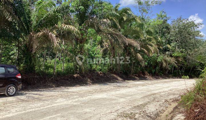 Lahan Kebun Karet Dijual di Tenanya Raya Pekanbaru 2