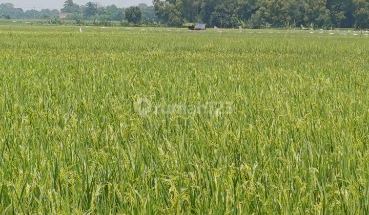 Tanah Berikut Sawah & Padi Subur Yang Sedang Ditanam  2