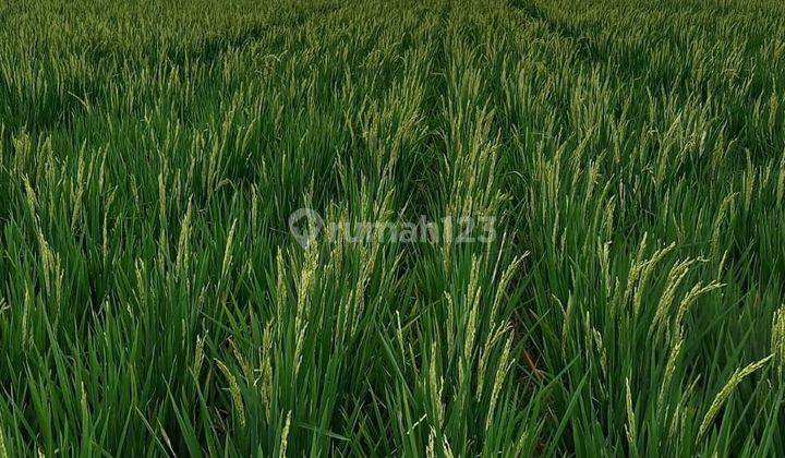 Tanah Berikut Sawah & Padi Subur Yang Sedang Ditanam  1