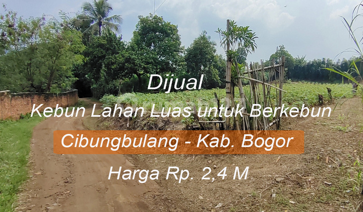 For Sale: House and Large Land with Asphalt Access, Car Entry, Limestone Mountain View, Cibungbulang, Bogor Regency.