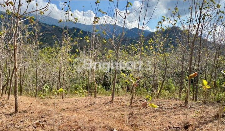 LAND FOR SALE CHEAP PRICE REDUCTION IN PREMIUM LOCATION IN GEROKGAK BULELENG SINGARAJA BALI NEAR SERIRIT BUSUNGBIU PUPUAN LAND FOR SALE CHEAP PRICE REDUCTION IN PREMIUM LOCATION IN GEROKGAK BULELENG SINGARAJA BALI NEAR SERIRIT BUSUNGBIU PUPUAN