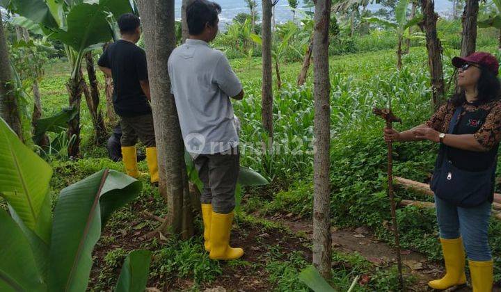 Tanah Kosong di Jalan Cibodas Girang Area Perkebunan 2