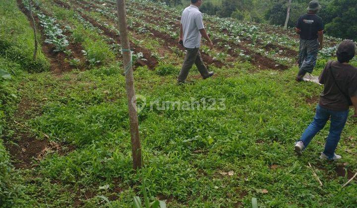 Tanah Kosong Di Jalan Babakan Cinta Area Perkebunan 2