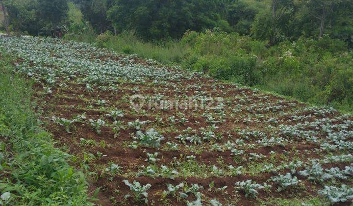 Tanah Kosong di Jalan Babakan Cinta Area Perkebunan 2