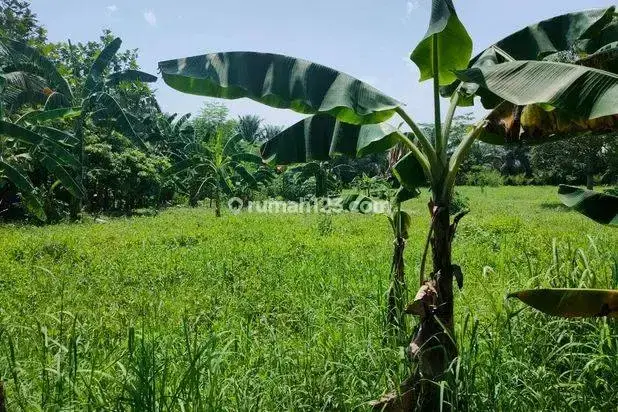 Tanah di Serang Cibarusah 13650 M2 SHM Muka 40 M Cikarang Selatan 1