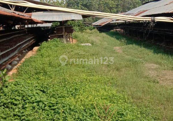 Tanah Super Dijual di Bantar Gebang Cimuning 5,5 Ha SHM Sdh Rapi 2