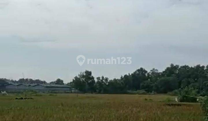 Dijual Tanah Perumahan 5 Ha di Cilangkara Cikarang 700rb M Nego 1